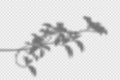 Shadow overlay effect. Transparent overlay shadow from leaves, branches, plant and foliage. Realistic soft light effect of shadows Royalty Free Stock Photo